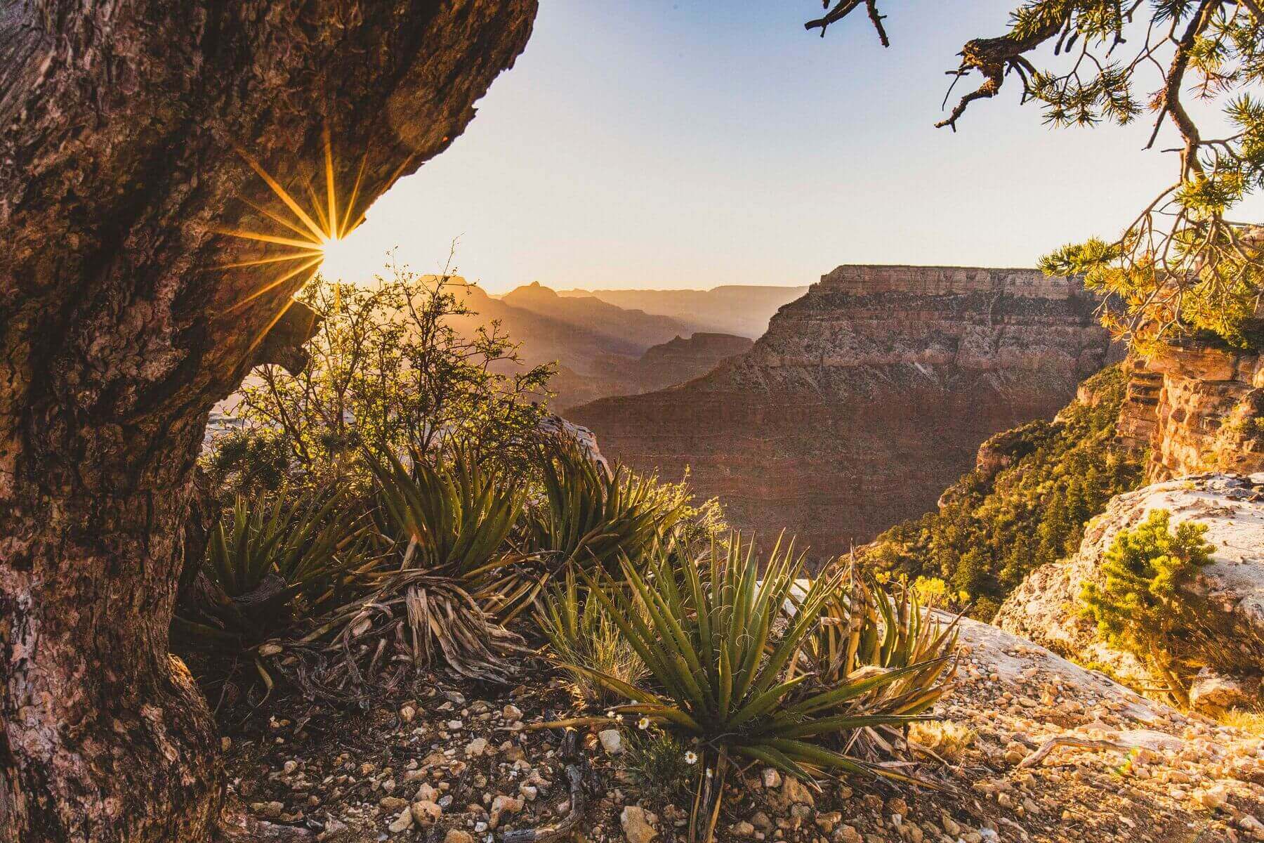 Large JPG 21 02 GrandCanyon Bearcam 5329