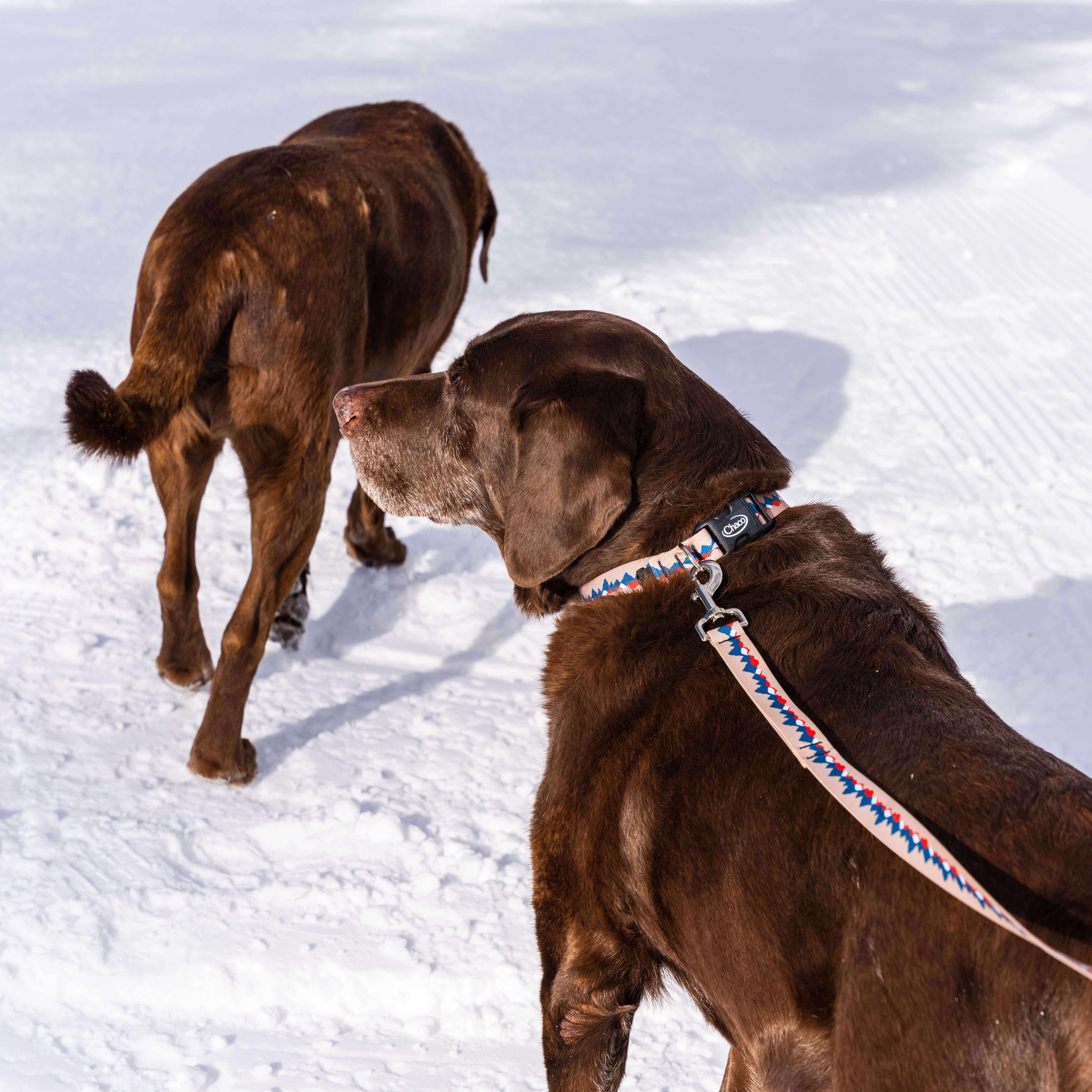 Chaco dog clearance collar